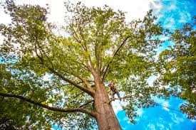 Tree and Shrub Care in Collinsville, AL