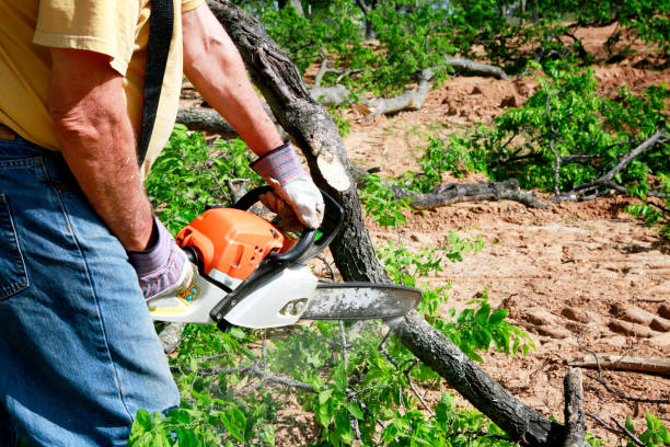 How Our Tree Care Process Works  in  Collinsville, AL